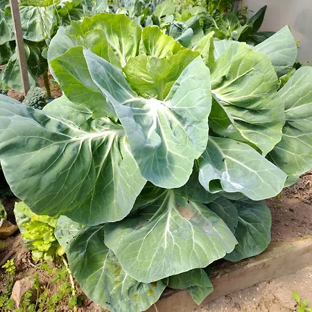 Crals - Casa Da Guilheta *