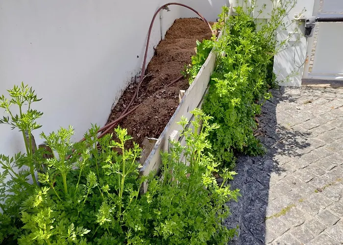 Crals - Casa Da Guilheta * Esposende