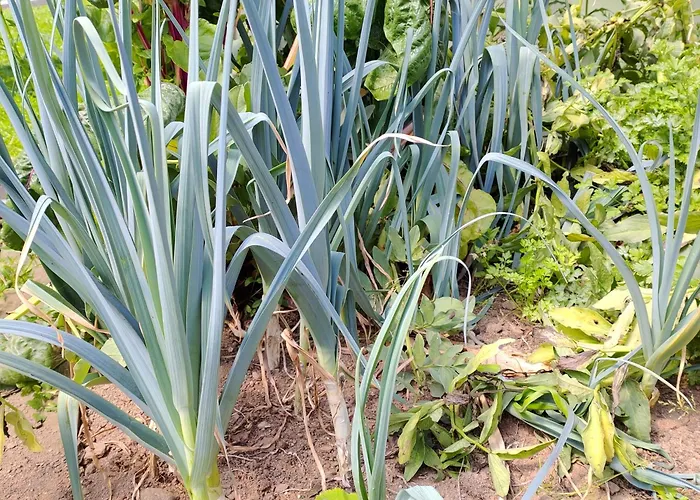 Crals - Casa Da Guilheta *