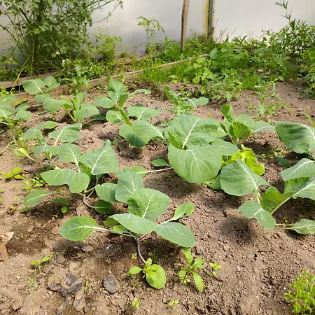 Crals - Casa Da Guilheta 別荘 *