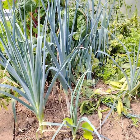 Crals - Casa Da Guilheta *