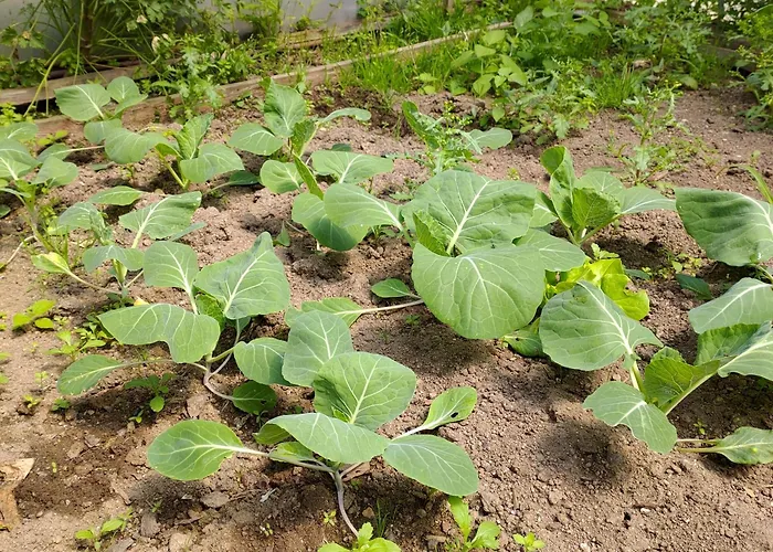 Crals - Casa Da Guilheta 펜션 *